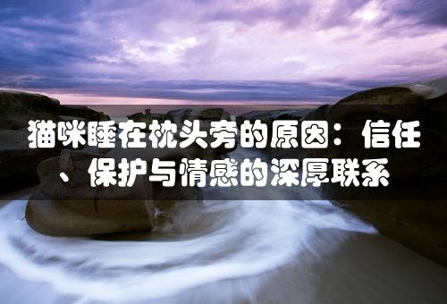 猫咪睡在枕头旁的原因：信任、保护与情感的深厚联系