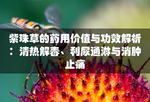 紫珠草的药用价值与功效解析：清热解毒、利尿通淋与消肿止痛