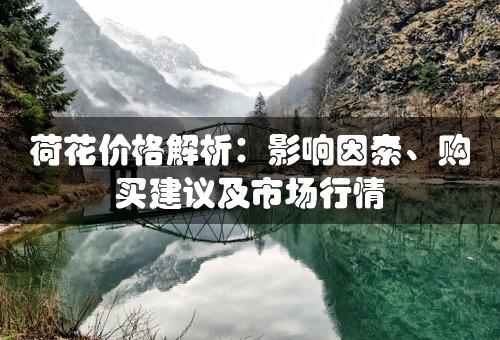 荷花价格解析：影响因素、购买建议及市场行情