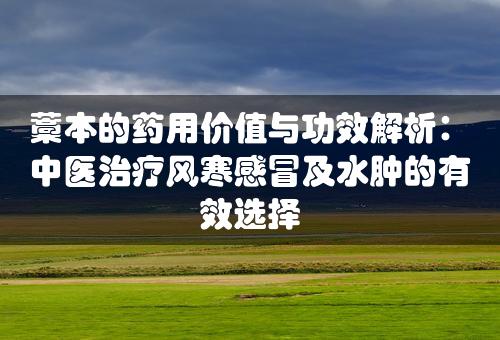 藁本的药用价值与功效解析：中医治疗风寒感冒及水肿的有效选择