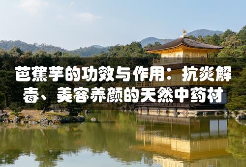 芭蕉芋的功效与作用：抗炎解毒、美容养颜的天然中药材