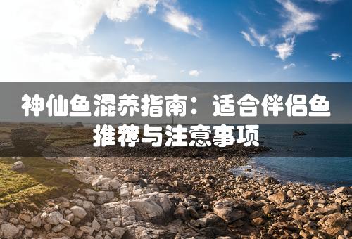 神仙鱼混养指南：适合伴侣鱼推荐与注意事项