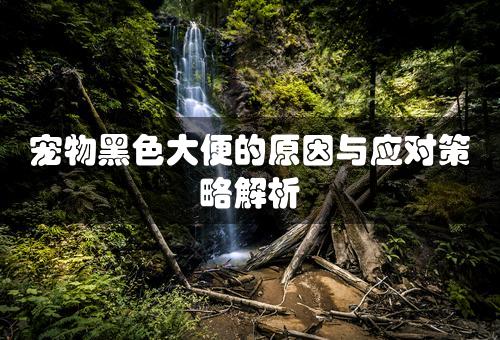 宠物黑色大便的原因与应对策略解析