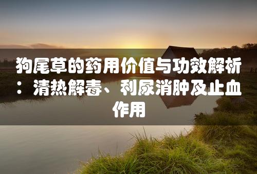 狗尾草的药用价值与功效解析：清热解毒、利尿消肿及止血作用