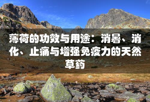 薄荷的功效与用途：消暑、消化、止痛与增强免疫力的天然草药