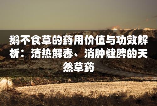 鹅不食草的药用价值与功效解析：清热解毒、消肿健脾的天然草药