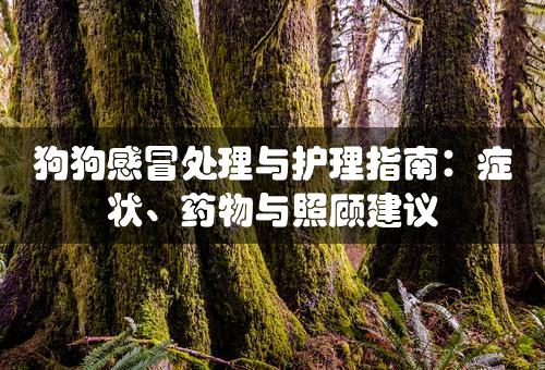 狗狗感冒处理与护理指南：症状、药物与照顾建议