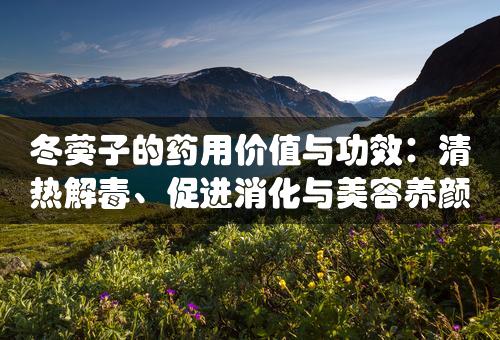 冬葵子的药用价值与功效：清热解毒、促进消化与美容养颜