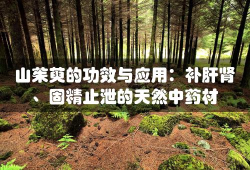 山茱萸的功效与应用：补肝肾、固精止泄的天然中药材