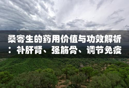 桑寄生的药用价值与功效解析：补肝肾、强筋骨、调节免疫