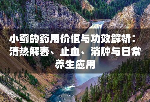 小蓟的药用价值与功效解析：清热解毒、止血、消肿与日常养生应用