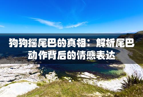 狗狗摇尾巴的真相：解析尾巴动作背后的情感表达