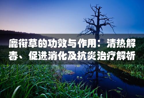 鹿衔草的功效与作用：清热解毒、促进消化及抗炎治疗解析