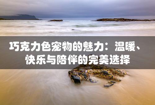 巧克力色宠物的魅力：温暖、快乐与陪伴的完美选择