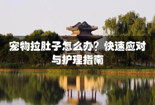 宠物拉肚子怎么办？快速应对与护理指南