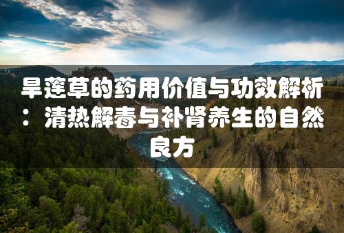 旱莲草的药用价值与功效解析：清热解毒与补肾养生的自然良方