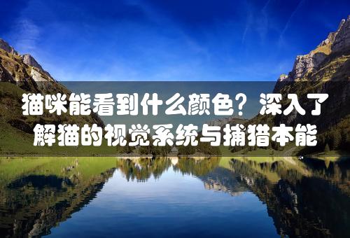 猫咪能看到什么颜色？深入了解猫的视觉系统与捕猎本能