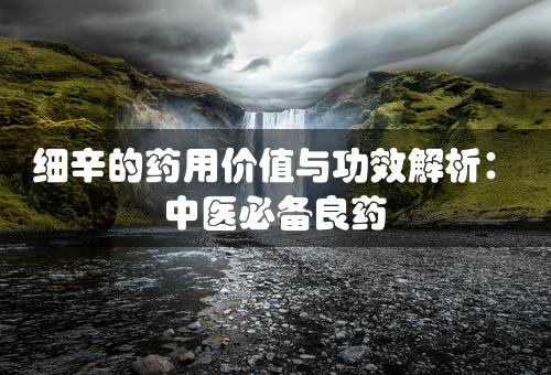 细辛的药用价值与功效解析：中医必备良药