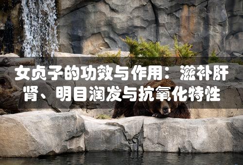 女贞子的功效与作用：滋补肝肾、明目润发与抗氧化特性