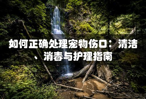 如何正确处理宠物伤口：清洁、消毒与护理指南