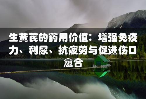 生黄芪的药用价值：增强免疫力、利尿、抗疲劳与促进伤口愈合