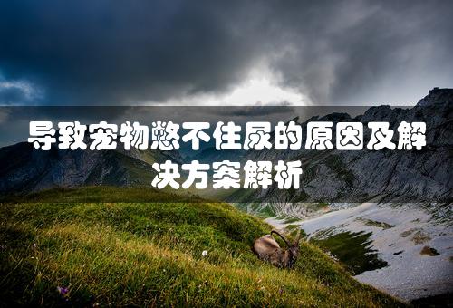 导致宠物憋不住尿的原因及解决方案解析