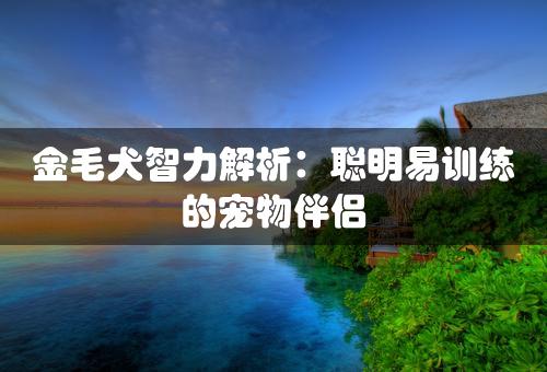 金毛犬智力解析：聪明易训练的宠物伴侣