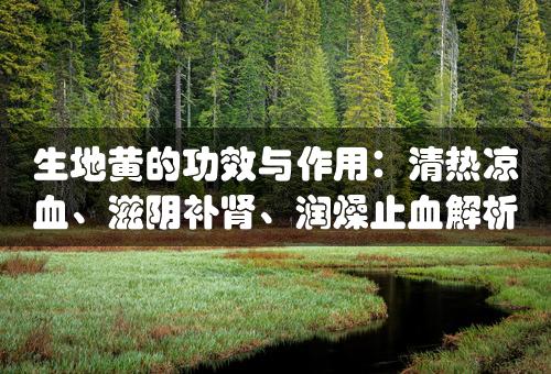 生地黄的功效与作用：清热凉血、滋阴补肾、润燥止血解析