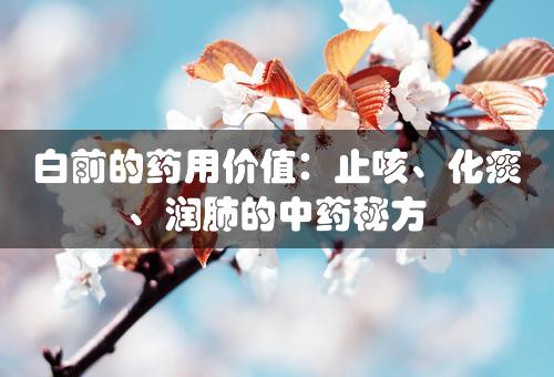 白前的药用价值：止咳、化痰、润肺的中药秘方