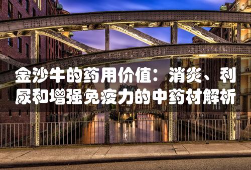 金沙牛的药用价值：消炎、利尿和增强免疫力的中药材解析