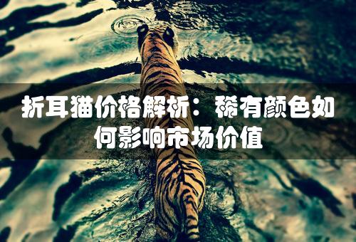 折耳猫价格解析：稀有颜色如何影响市场价值