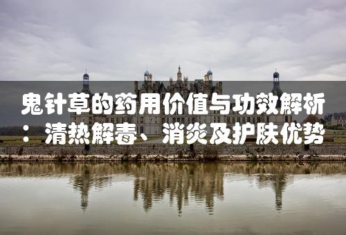 鬼针草的药用价值与功效解析：清热解毒、消炎及护肤优势