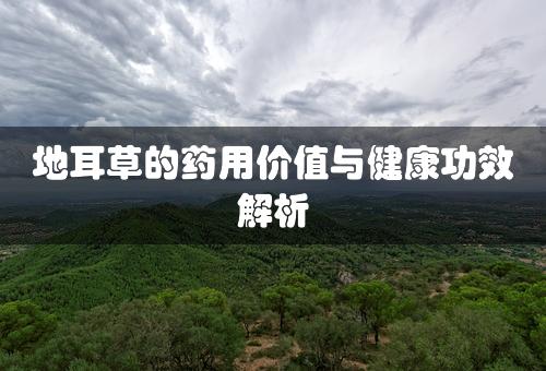 地耳草的药用价值与健康功效解析