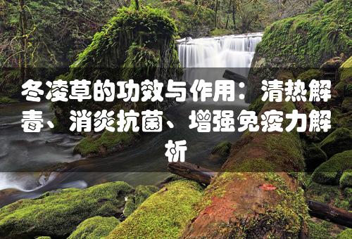 冬凌草的功效与作用：清热解毒、消炎抗菌、增强免疫力解析