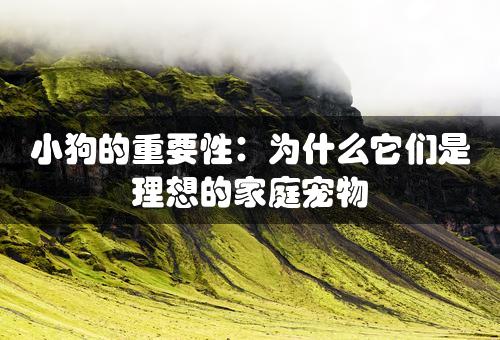 小狗的重要性：为什么它们是理想的家庭宠物