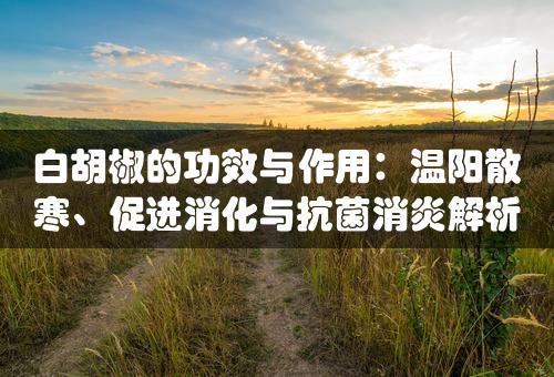 白胡椒的功效与作用：温阳散寒、促进消化与抗菌消炎解析