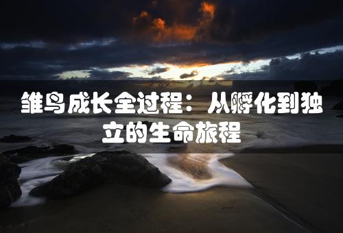 雏鸟成长全过程：从孵化到独立的生命旅程