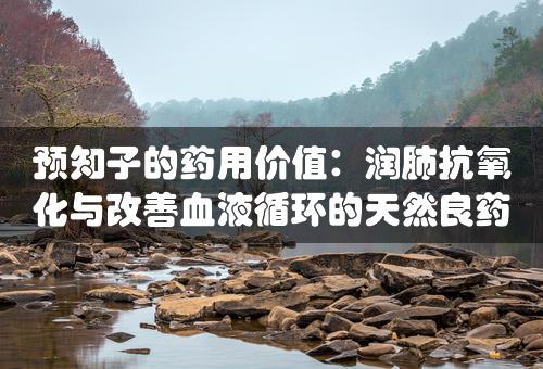 预知子的药用价值：润肺抗氧化与改善血液循环的天然良药