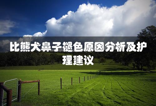 比熊犬鼻子褪色原因分析及护理建议