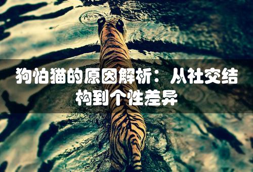 狗怕猫的原因解析：从社交结构到个性差异