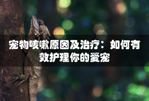 宠物咳嗽原因及治疗：如何有效护理你的爱宠