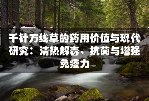 千针万线草的药用价值与现代研究：清热解毒、抗菌与增强免疫力