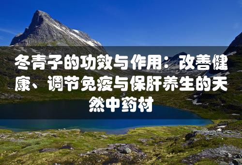 冬青子的功效与作用：改善健康、调节免疫与保肝养生的天然中药材