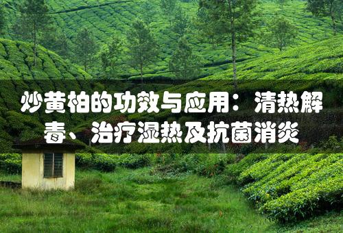 炒黄柏的功效与应用：清热解毒、治疗湿热及抗菌消炎