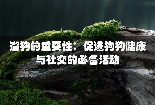 遛狗的重要性：促进狗狗健康与社交的必备活动