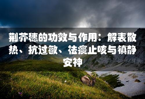 荆芥穗的功效与作用：解表散热、抗过敏、祛痰止咳与镇静安神