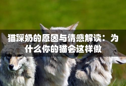 猫踩奶的原因与情感解读：为什么你的猫会这样做