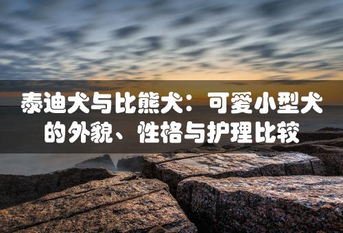 泰迪犬与比熊犬：可爱小型犬的外貌、性格与护理比较