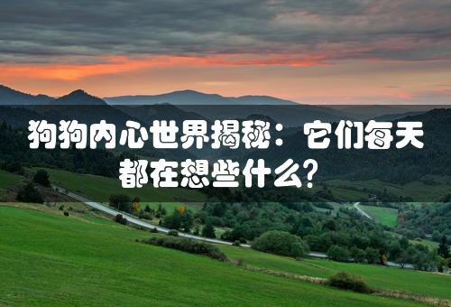 狗狗内心世界揭秘：它们每天都在想些什么？