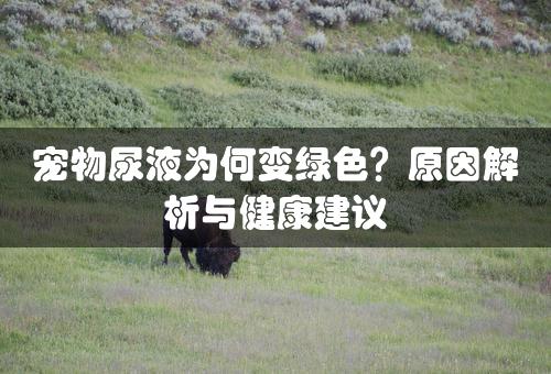 宠物尿液为何变绿色？原因解析与健康建议